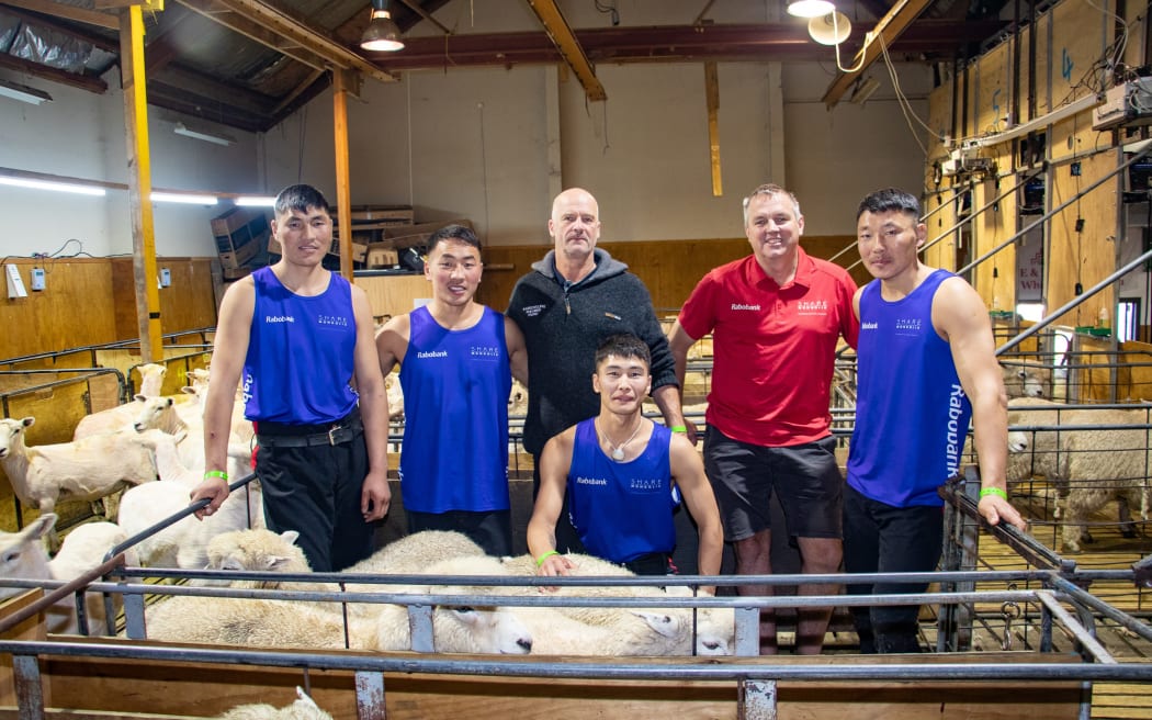 Монгол залуус Шинэ Зеландад цахилгаан хайчаар өдөрт 250 хонь хяргаж байна