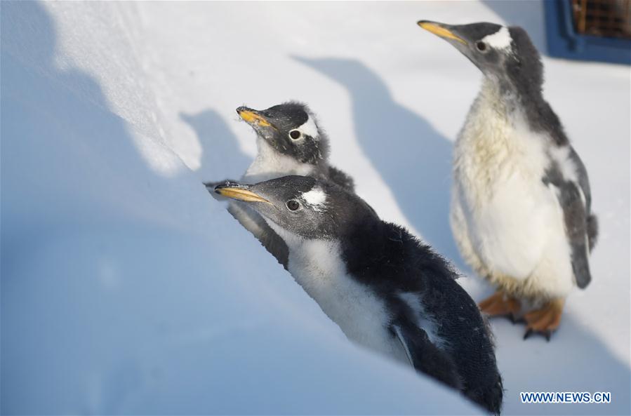 Амьтны хүрээлэнгийн оцон шувууд “Мөсөн хотхон”-д зочлов