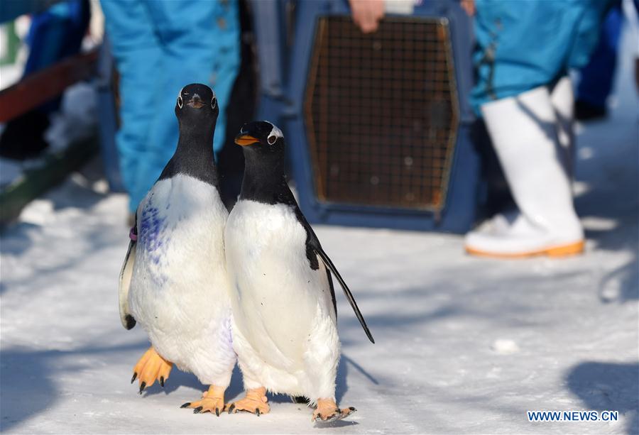 Амьтны хүрээлэнгийн оцон шувууд “Мөсөн хотхон”-д зочлов