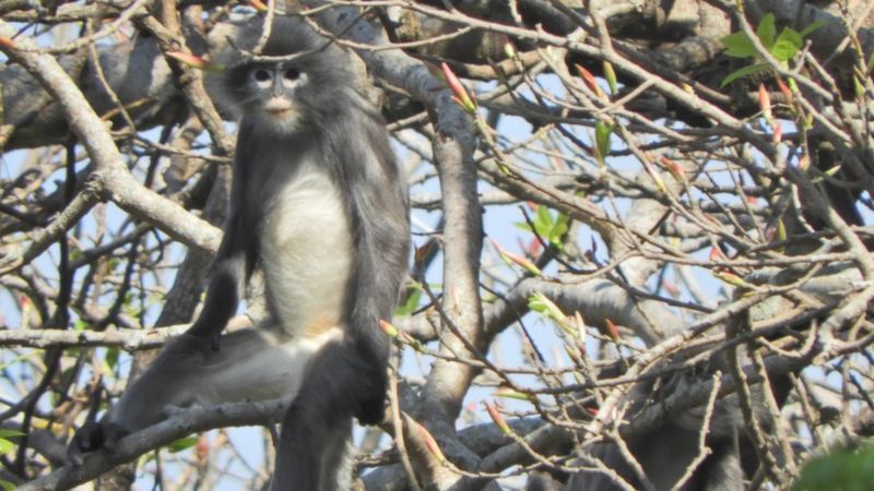 Мьянмараас шинэ төрлийн сармагчин нээжээ